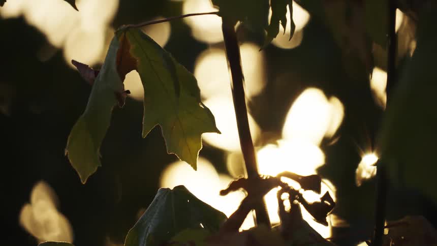 Green leaves in focus with blurred sunlight in the background