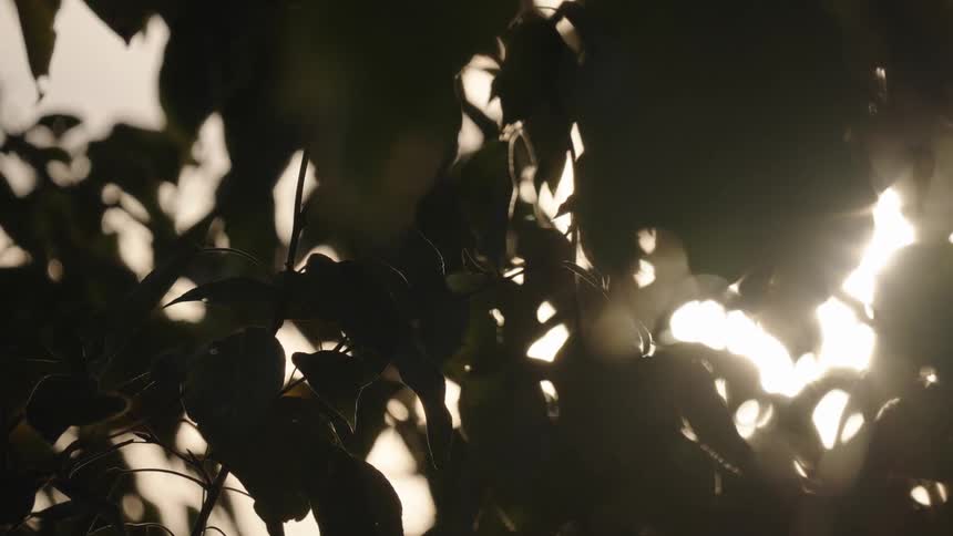 Wind and sunlight move through the leaves