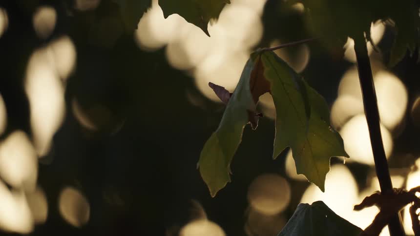 A plant leaf moving slightly with the wind