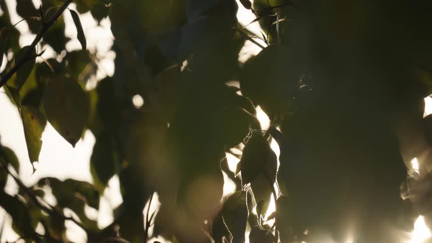 The sun is shining through the leaves