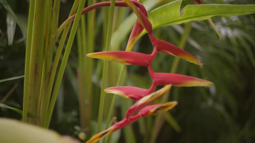 Red heliconia standing out among green tropical leaves