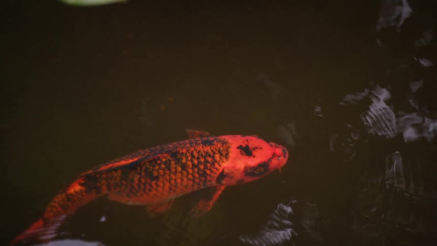 Orange koi fish swimming near the surface of dark water