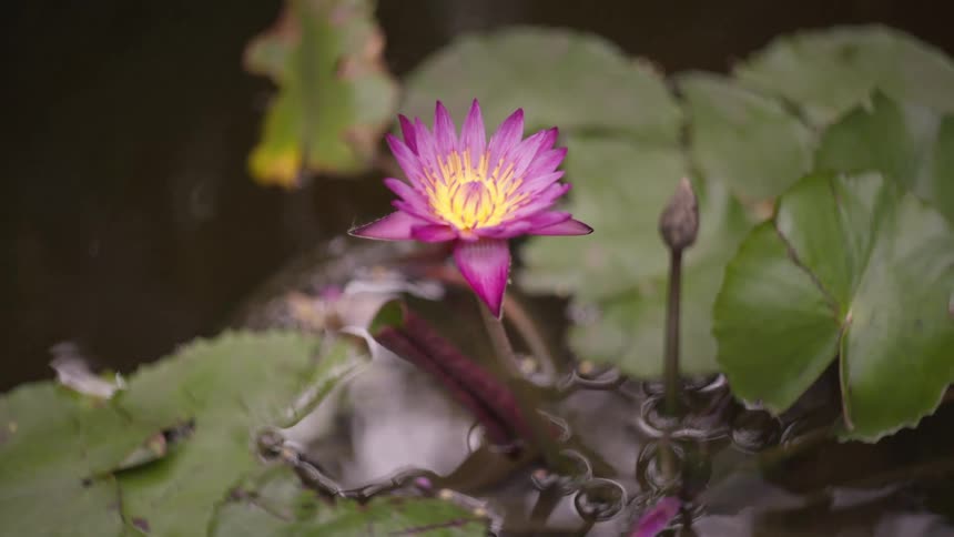 A pink flower is on the lily pad