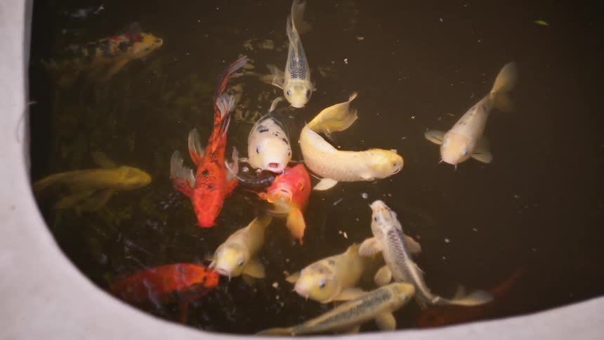 This aerial video captures a large group of koi fish swimming in a pond they are a variety of colors including white orange and gold and their mouths open and close as they swim near the surface