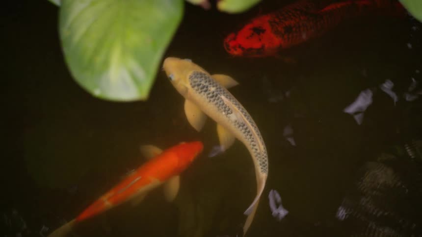 Colorful koi fish swim in dark water reflecting light