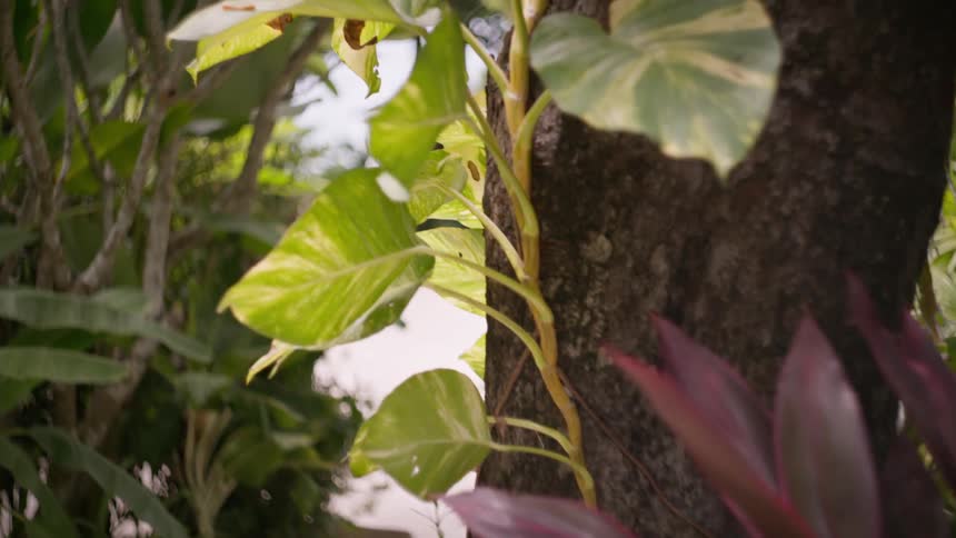A collection of plants revealing a garden path and a building structure