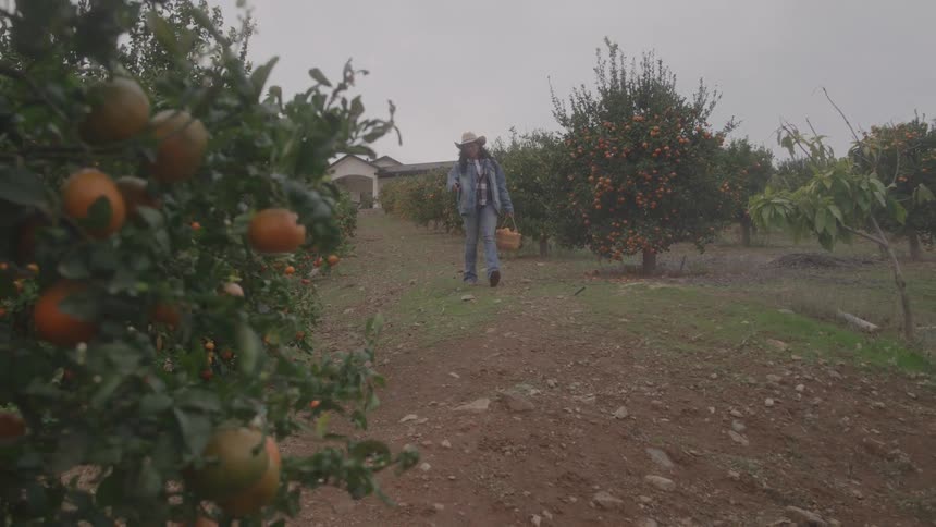Woman with a hat walking through the orchard with orange trees full of fruit