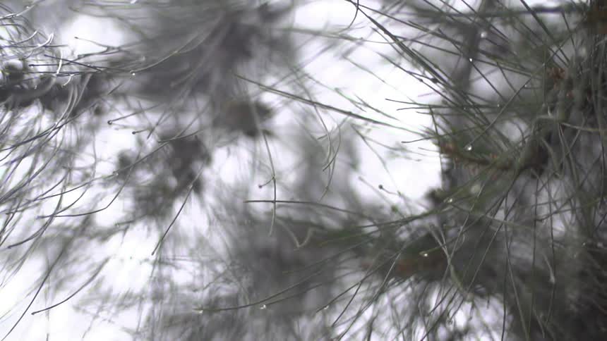 View of a cloudy sky under a tree