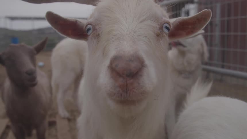 A few goats and a dog
