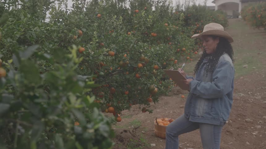 A woman takes notes in an orange orchard with a basket of fruit nearby