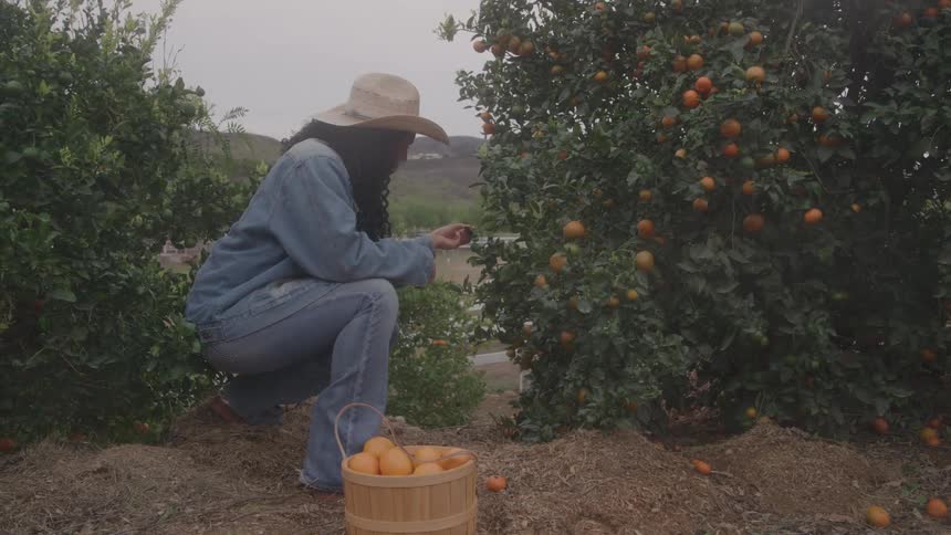 A woman is harvesting oranges into a basket in an orchard