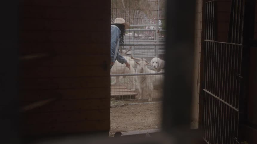 Person petting animals behind a fence in an agricultural field