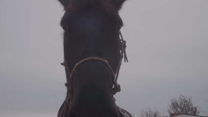 A close up on a horses face while hes eating something in an outdoor setting