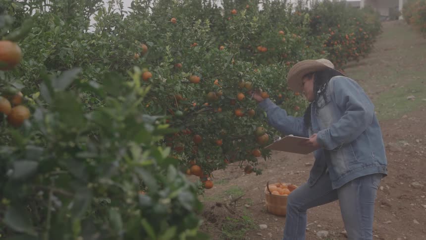 A woman in a straw hat and denim jacket inspects oranges on a tree in an orchard while holding a clipboard
