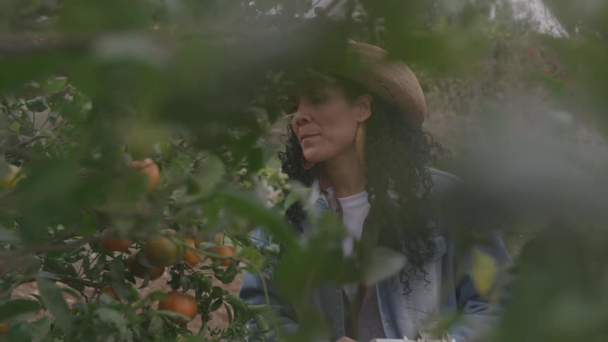 A woman with long curly hair wearing a straw hat and a denim jacket is seen through dense green foliage looking at the orange fruit on the branches