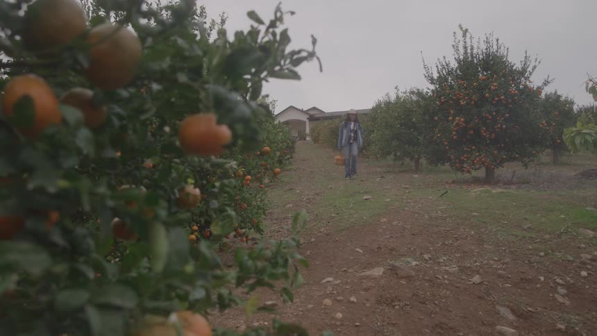 Person walks through an orchard full of orange trees laden with fruit