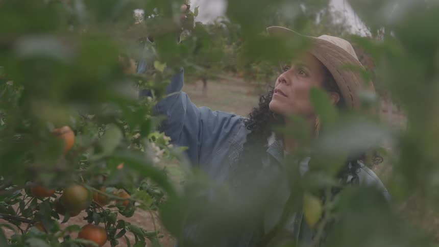 The woman is picking oranges from the tree