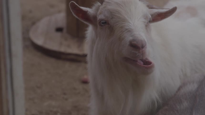 A goat stands and opens its mouth with another animals head nearby