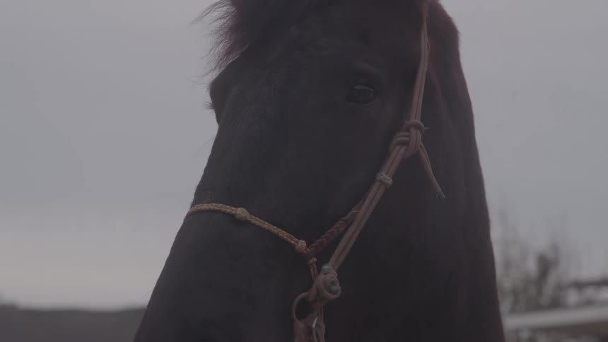 Brown horses head with a halter in focus
