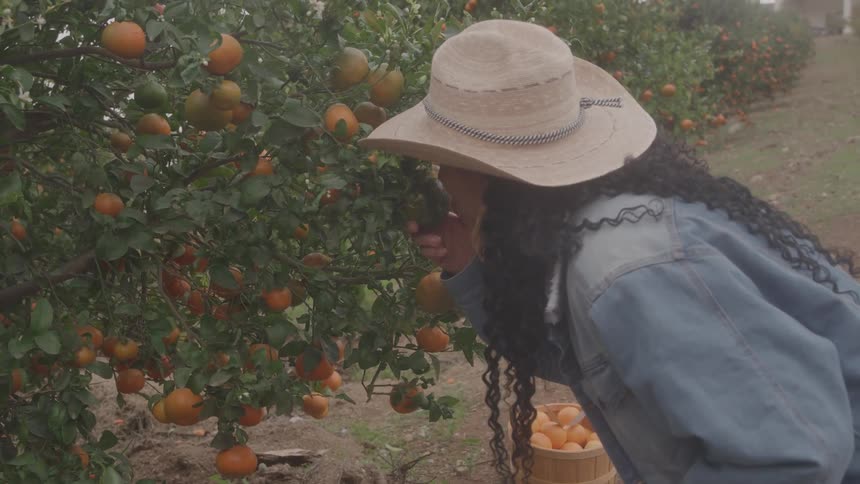 A woman stands in an orchard and reaches for a fruit on a tree the woman checks the fruit and then continues their work