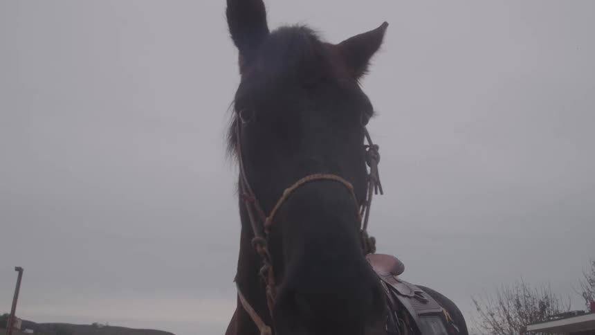 Close up of a horse outdoors during daytime