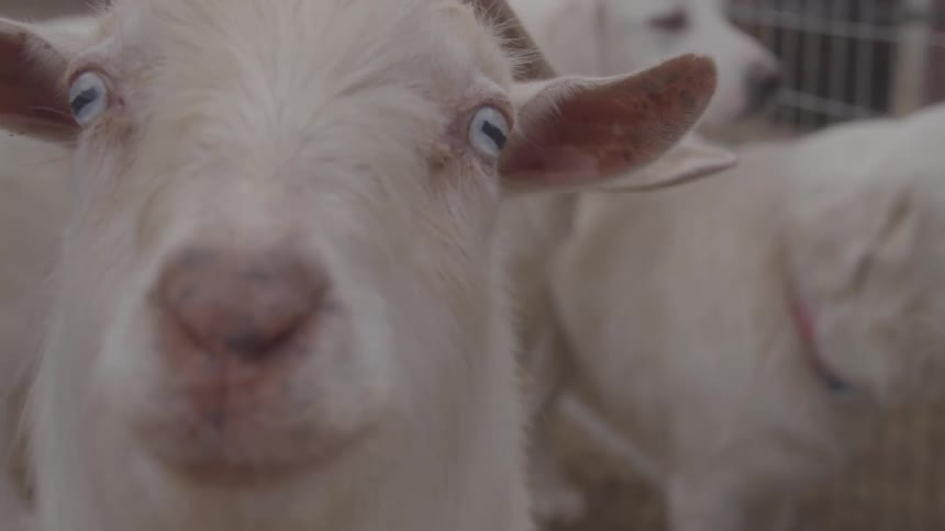 Goat with light eyes in focus with a white dog in the background