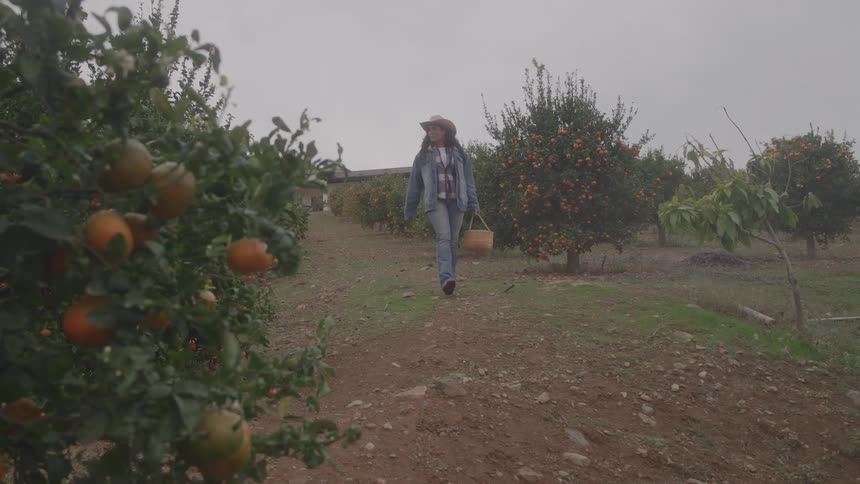 Woman wearing a straw hat walks among orange trees full of fruit