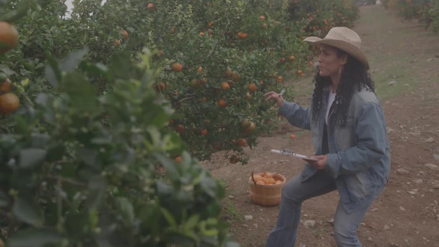 A female gardener inspecting and documenting findings on a fruit tree in an outdoor garden during daytime