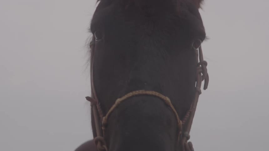 The hose turns its head on a cloudy day