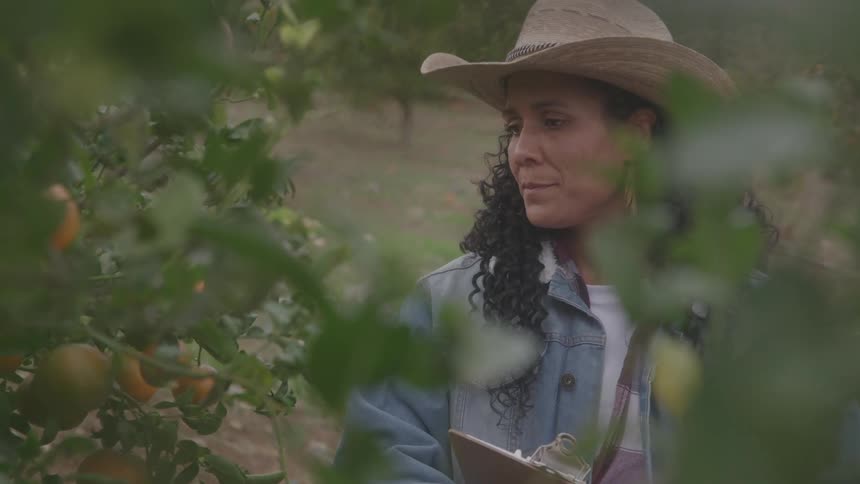 The woman checks oranges on a tree and writes on a clipboard