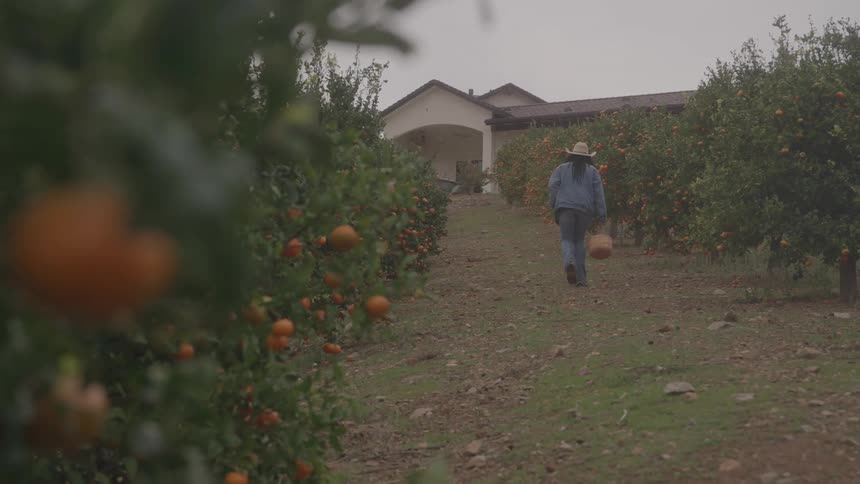 The farmer walks past the orange crops