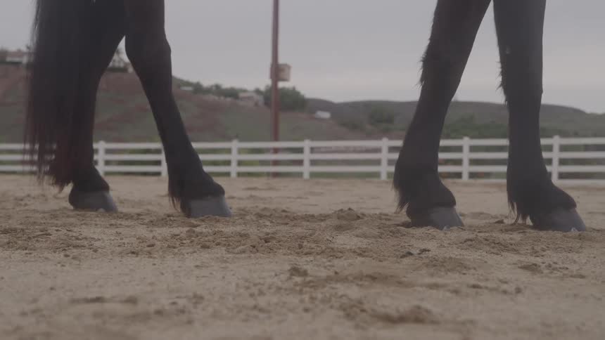 The horse is standing in the dirt