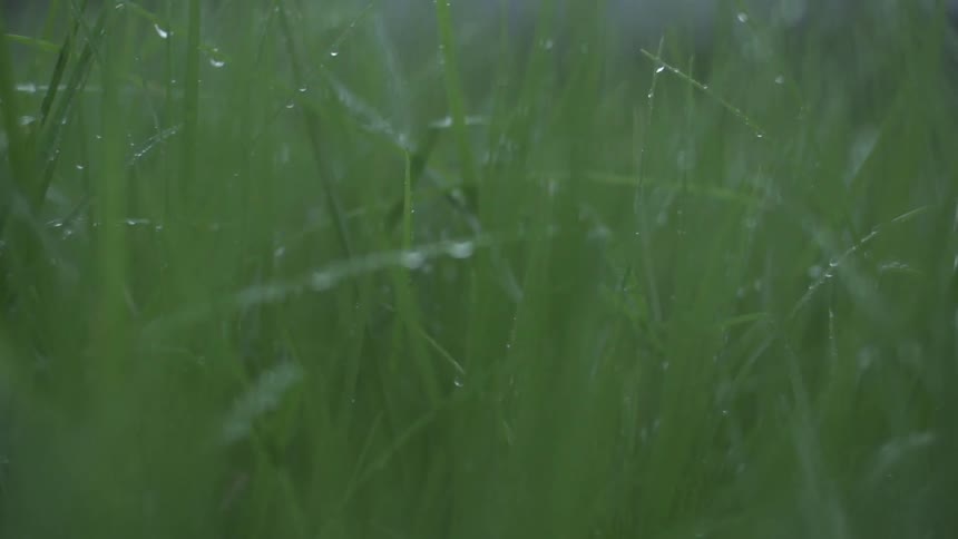 Dew clings to blades of tall grass