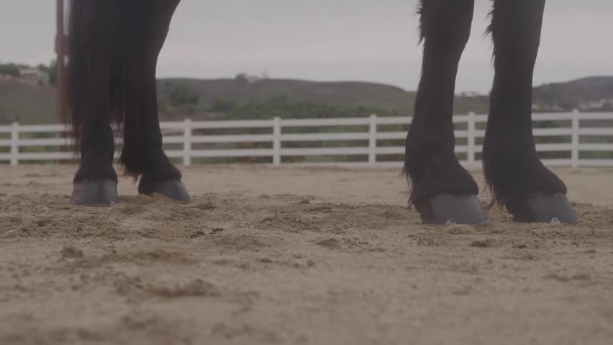 Horse legs standing on the sand in an enclosure