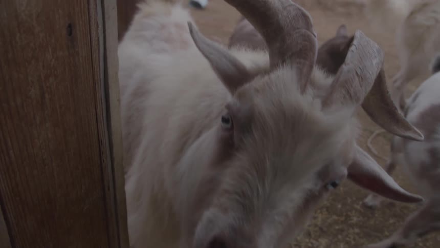 The goats walk around on the farm