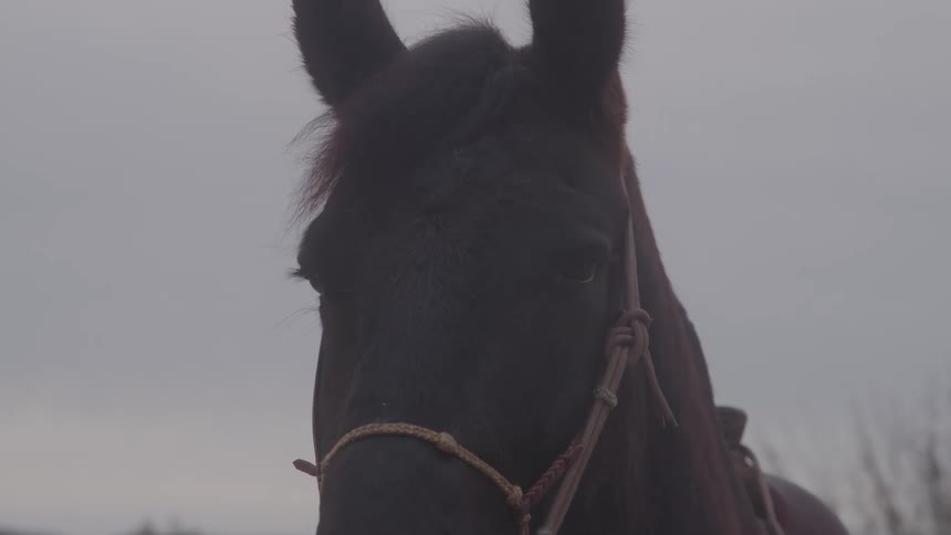 A close up of a brown horse