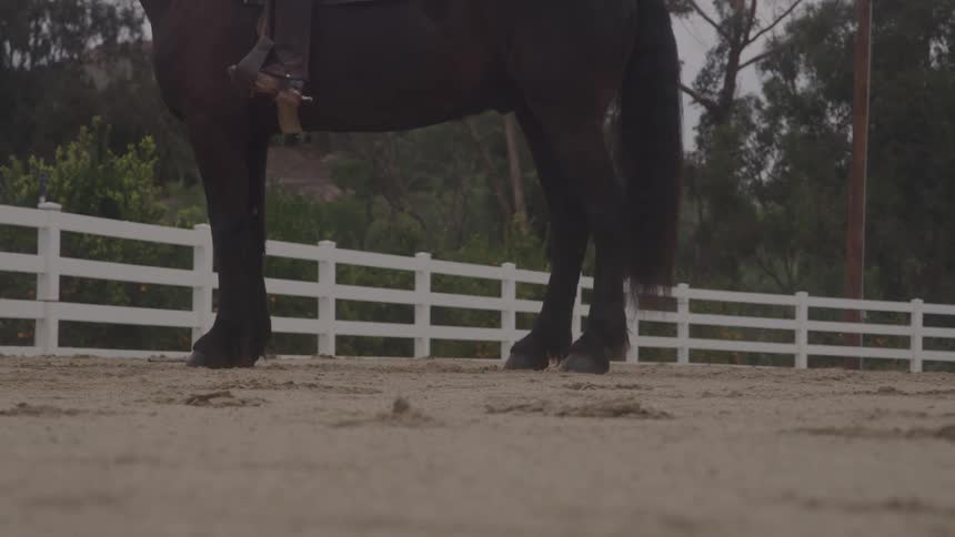 Brown horse stands in a sandy enclosure