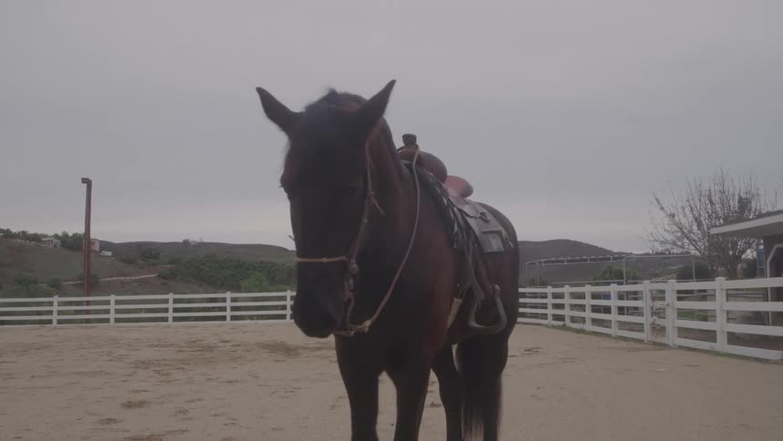 Close up of a dark brown horse wearing a saddle in an outdoor paddock during daytime