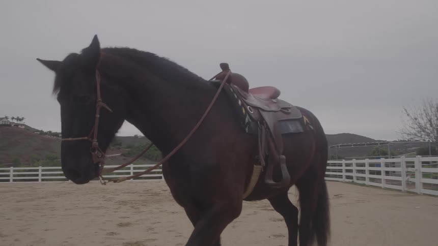 A dark brown horse wearing a saddle moving around in an outdoor paddock during daytime