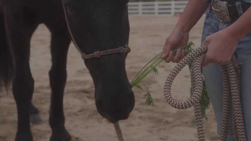 A person feeds a horse a bunch of carrots while holding a coiled rope in an outdoor arena