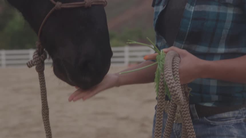 A smiling woman in a cowboy hat and a plaid shirt feeds a dark horse a carrot and grass while holding a lead rope in a dusty outdoor arena