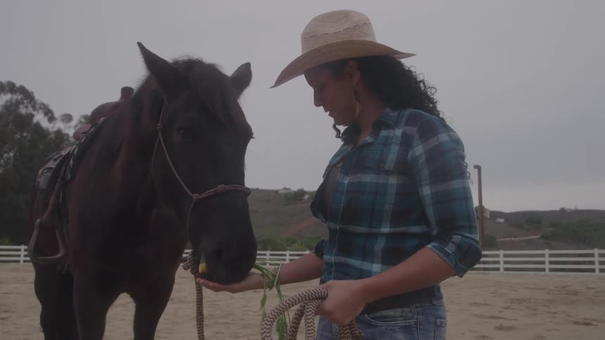A young woman feeding a dark brown horse in a paddock outdoors during daytime
