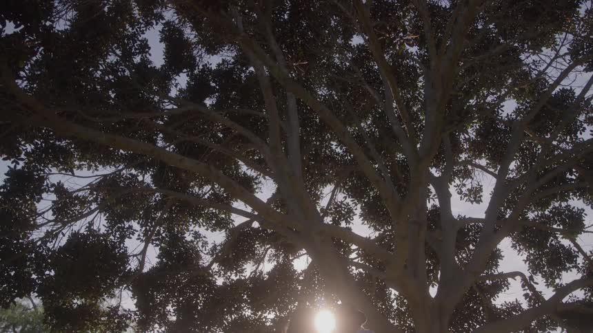 Romantic couple holding hands facing each other under a large tree at a park