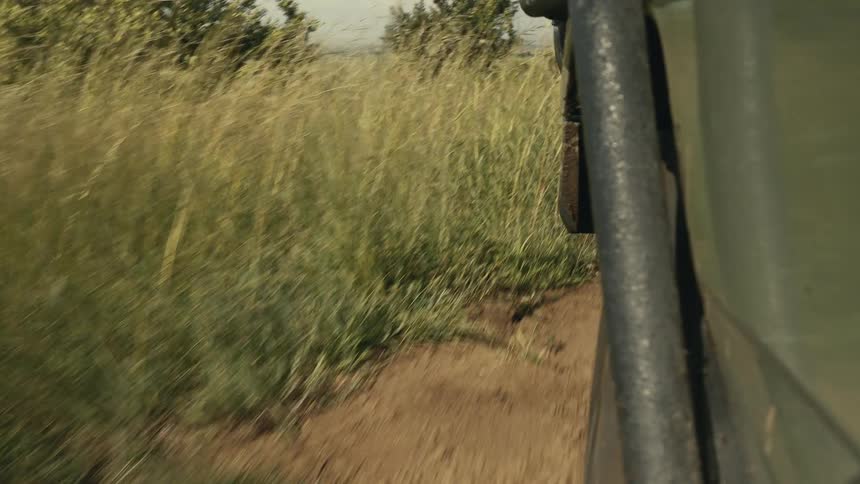 Car moving along a dirt trail surrounded by tall grass