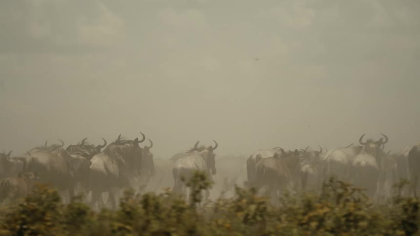 A stampede of elk