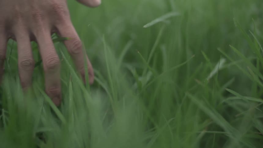 Hand tracing across some tall grass