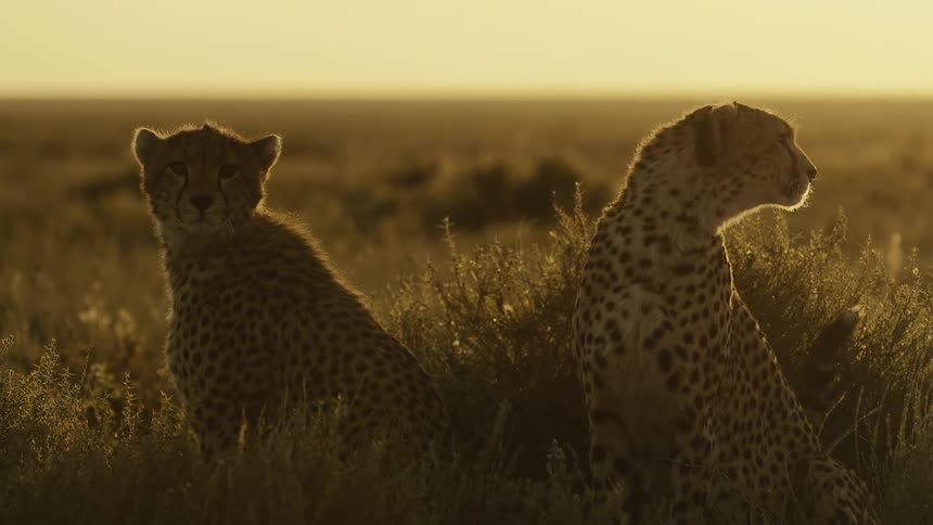 A couple cheetah sitting in the tall grass