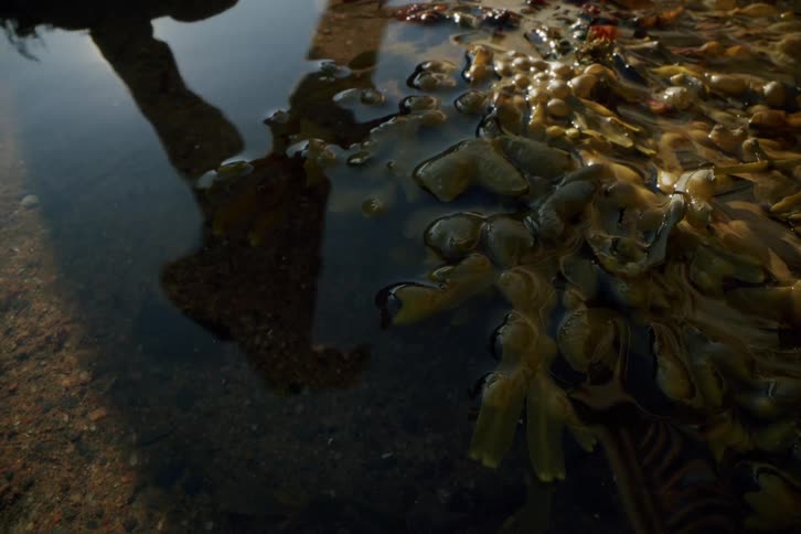 Water moves over a sandy area and floating seaweed moves with the water a persons shadow is on the waters surface
