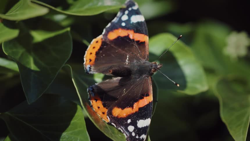 A close view shows a vibrant red admiral butterfly resting on a green leaf and releasing excess fluid from its abdomen