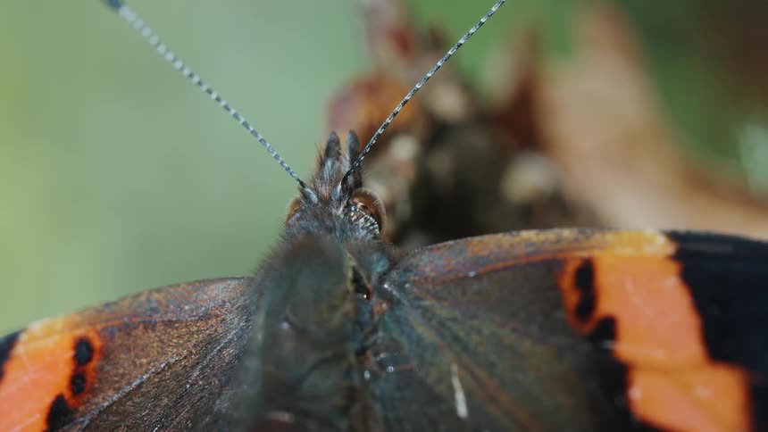 Butterfly in closeup showing antennas and colorful wings